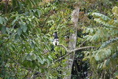 Bycanistes subcylindricus