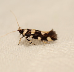 Macrobathra arrectella