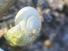 Otala lactea