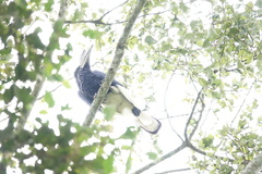 Bycanistes subcylindricus