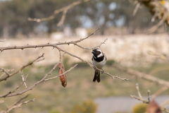 Passer melanurus melanurus