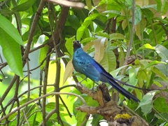 Lamprotornis caudatus