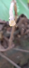 Micrathena plana