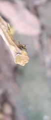 Micrathena plana