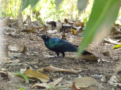 Lamprotornis caudatus