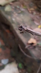 Micrathena plana