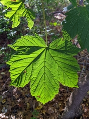 Acer pseudoplatanus