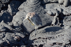 Nyctanassa violacea pauper