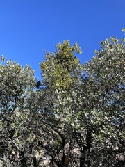 Phoradendron leucarpum tomentosum