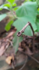 Micrathena plana