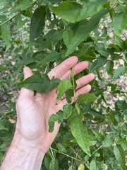 Monococcus echinophorus