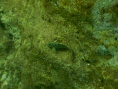 Parablennius sanguinolentus