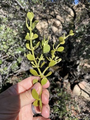 Phoradendron leucarpum tomentosum