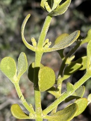Phoradendron leucarpum tomentosum