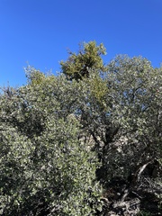 Phoradendron leucarpum tomentosum