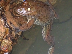Hoplobatrachus occipitalis