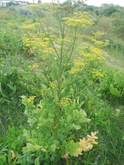 Pastinaca