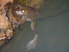 Hoplobatrachus occipitalis