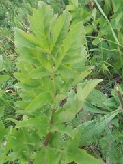Pastinaca