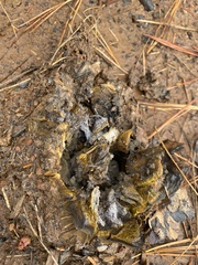 Scleroderma polyrhizum