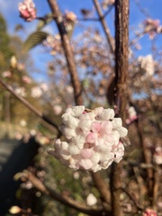 Viburnum farreri