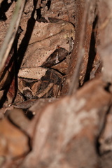 Bitis gabonica