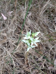 Chloraea membranacea