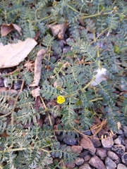 Tribulus terrestris