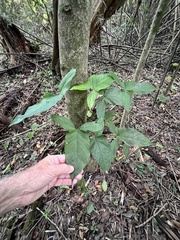 Syngonium podophyllum