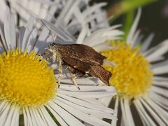 Choreutis nemorana