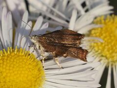Choreutis nemorana