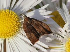 Choreutis nemorana