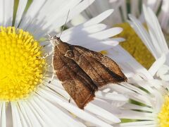 Choreutis nemorana
