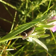 Grapholita lunulana
