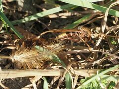 Asilus crabroniformis