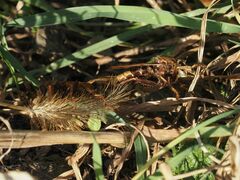Asilus crabroniformis