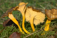 Craterellus lutescens