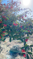 Cotoneaster pannosus