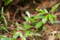 Tasmannia lanceolata