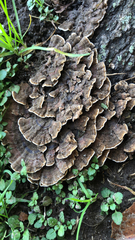 Thelephora terrestris