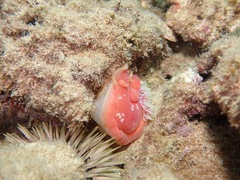 Hexabranchus