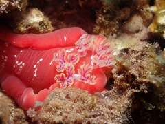 Hexabranchus