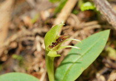 Chiloglottis cornuta