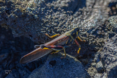 Schistocerca melanocera