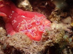 Hexabranchus