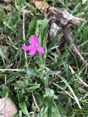 Dianthus