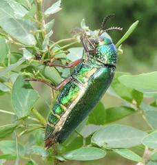 Sternocera