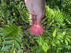 Calliandra haematocephala