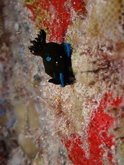 Tambja morosa