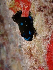Tambja morosa